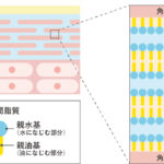 パイナップルセラミドの肌のバリア機能に及ぼす影響