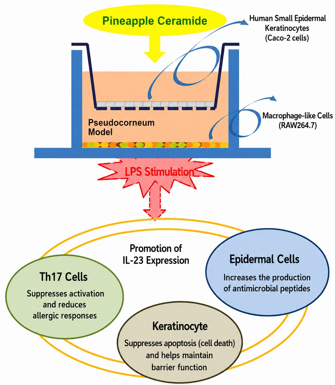 Investigation of the Skin Function–Improving Effects Using a Simulated Intestinal Inflammation Model
